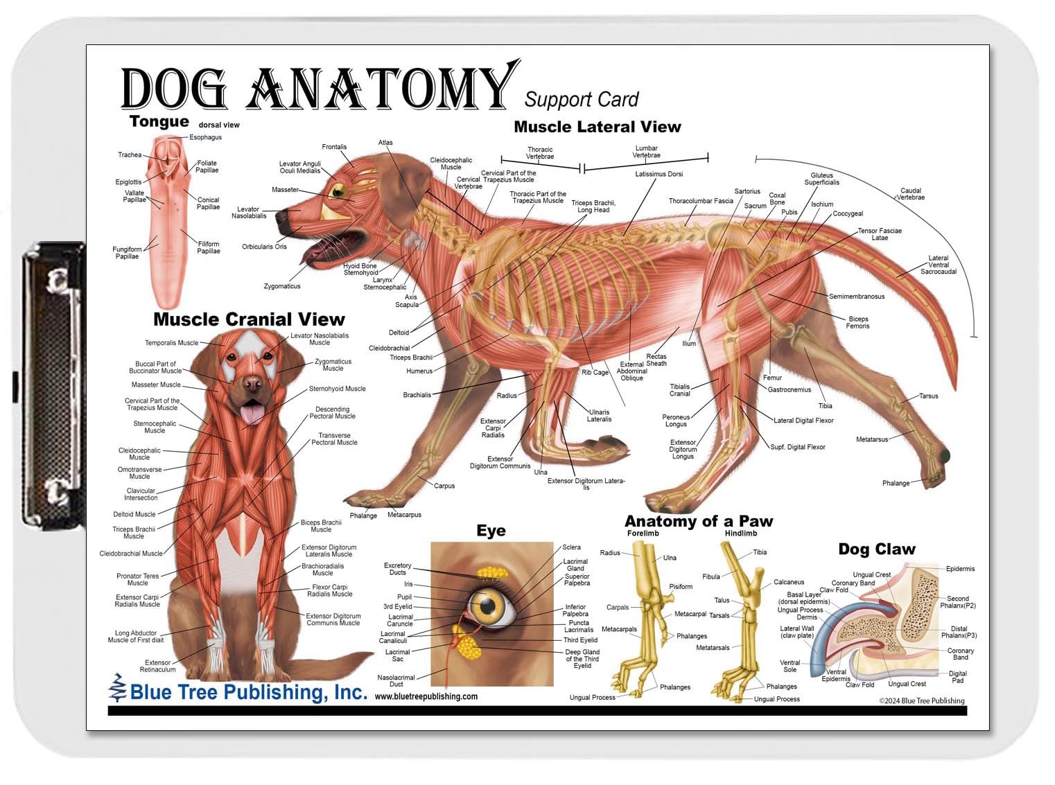 【裁断済み】VETERINARY BOARD Amazon.com : Dog Anatomy Dry Erase Clipboard Set Veterinary